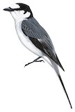 Ashy Minivet Illustration