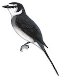 Ryukyu Minivet Illustration