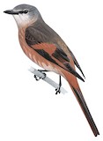 Rosy Minivet Illustration