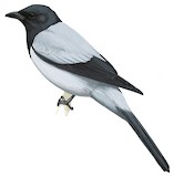 Hooded Cuckooshrike Illustration