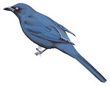 Cerulean Cuckooshrike Illustration