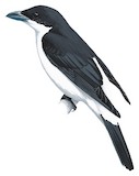 Pied Cuckooshrike Illustration