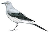 Ground Cuckooshrike Illustration