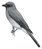 Buru Cuckooshrike Illustration