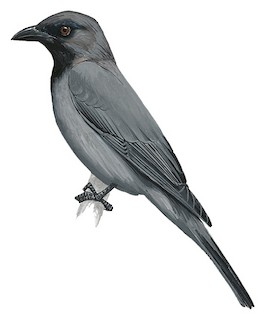 Coracina welchmani welchmani