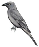 South Melanesian Cuckooshrike Illustration