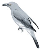 Bar-bellied Cuckooshrike Illustration