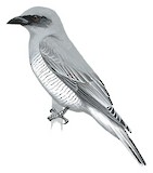 Large Cuckooshrike Illustration