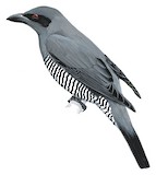 Andaman Cuckooshrike Illustration