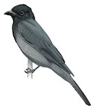 Slaty Cuckooshrike Illustration