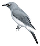 White-rumped Cuckooshrike Illustration