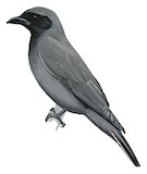 Sunda Cuckooshrike Illustration