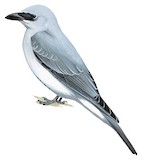 Manus Cuckooshrike Illustration