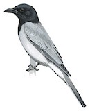 Moluccan Cuckooshrike Illustration