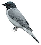 Madagascar Cuckooshrike Illustration