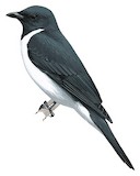 Grauer's Cuckooshrike Illustration