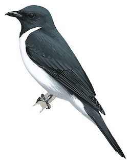 Grauer's Cuckooshrike