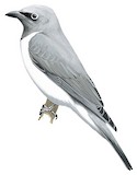 White-breasted Cuckooshrike Illustration