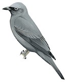 Grey Cuckooshrike Illustration