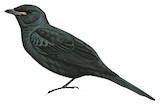 Black Cuckooshrike Illustration