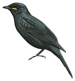 Petit's Cuckooshrike Illustration