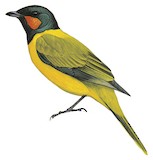 Eastern Wattled Cuckooshrike Illustration