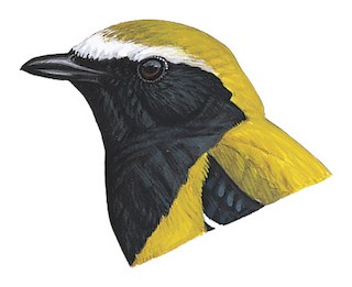 Campochaera sloetii flaviceps