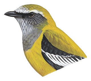 Campochaera sloetii sloetii