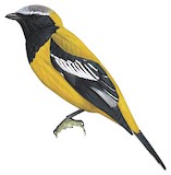 Golden Cuckooshrike Illustration