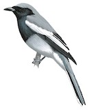 McGregor's Cuckooshrike Illustration