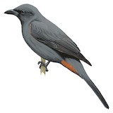 New Caledonian Cuckooshrike Illustration