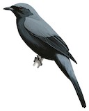 Black-bellied Cuckooshrike Illustration