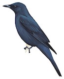 Kai Cicadabird Illustration