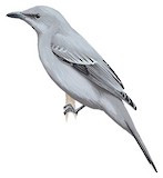 Pale Cicadabird Illustration