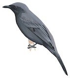 Black-bibbed Cicadabird Illustration