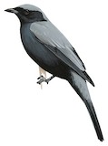 Solomons Cuckooshrike Illustration