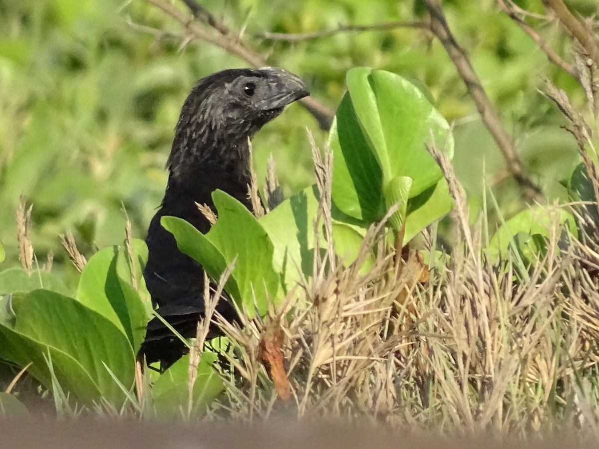Groove-billed Ani - Julio Acosta  ES Tour Guide