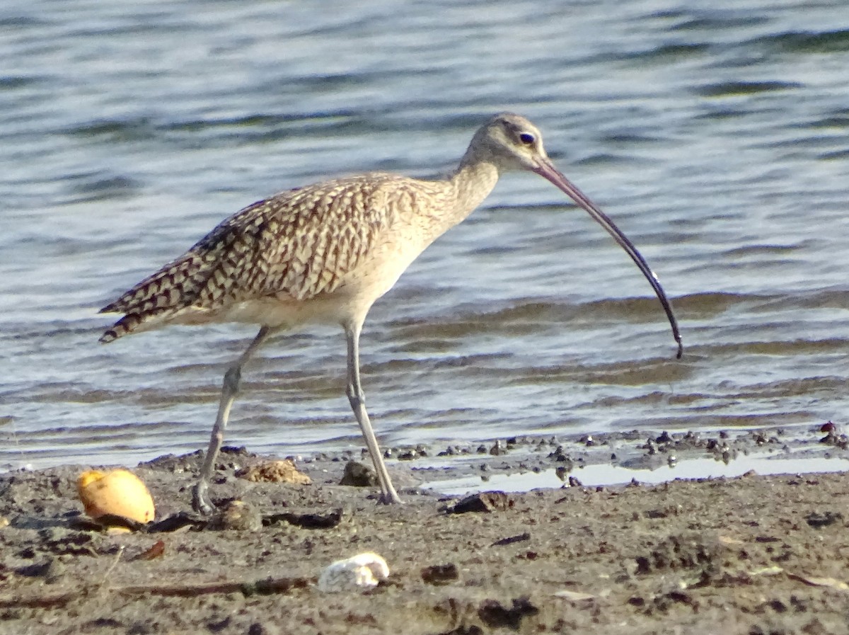 Long-billed Curlew - Julio Acosta  ES Tour Guide