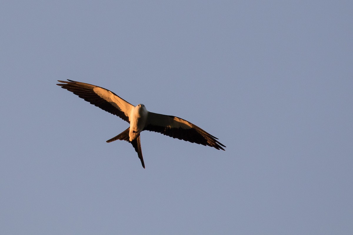 Swallow-tailed Kite - Lewis Holmes