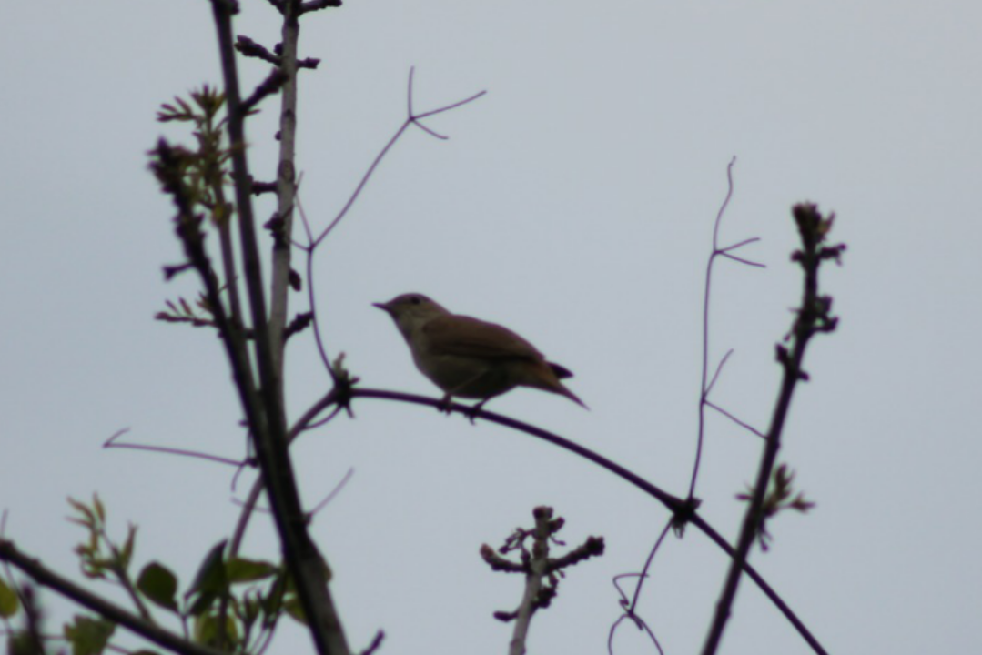 Common Nightingale - ML153054781
