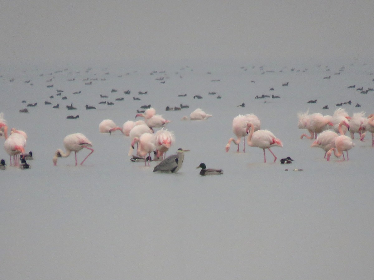 Greater Flamingo - Houman Doroudi