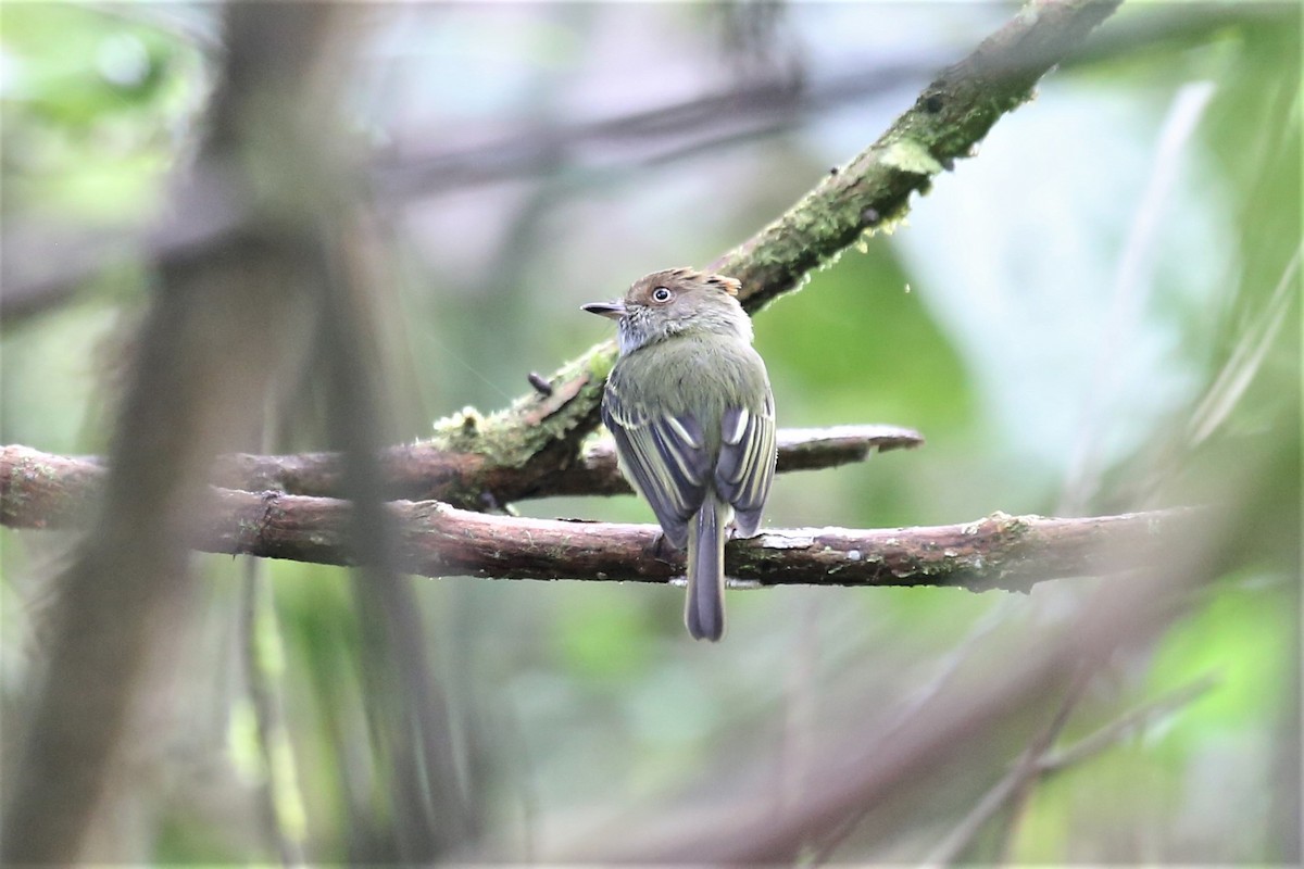 Scale-crested Pygmy-Tyrant - ML153056901
