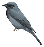 Halmahera Cuckooshrike Illustration