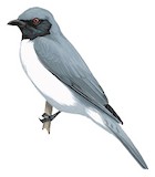 Pygmy Cuckooshrike Illustration