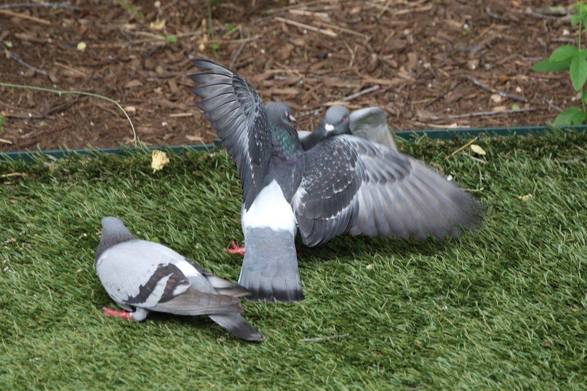 Rock Pigeon (Feral Pigeon) - George Brode