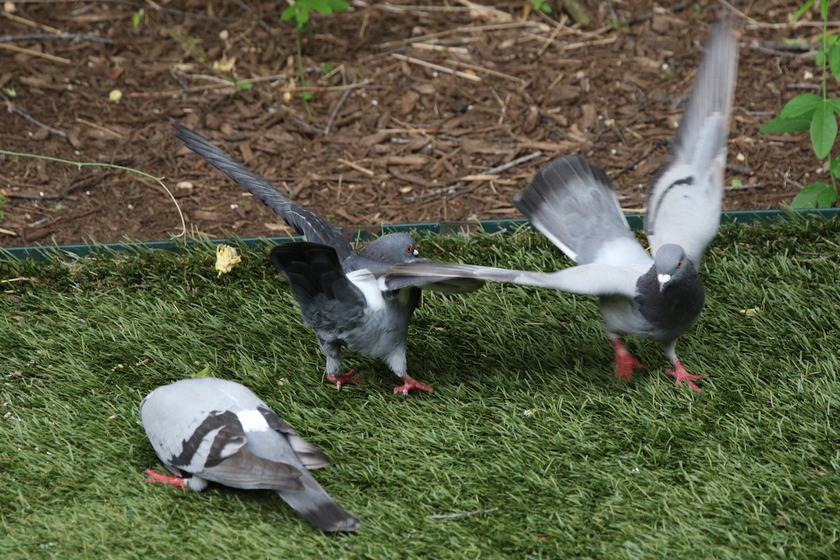 Rock Pigeon (Feral Pigeon) - ML153058581