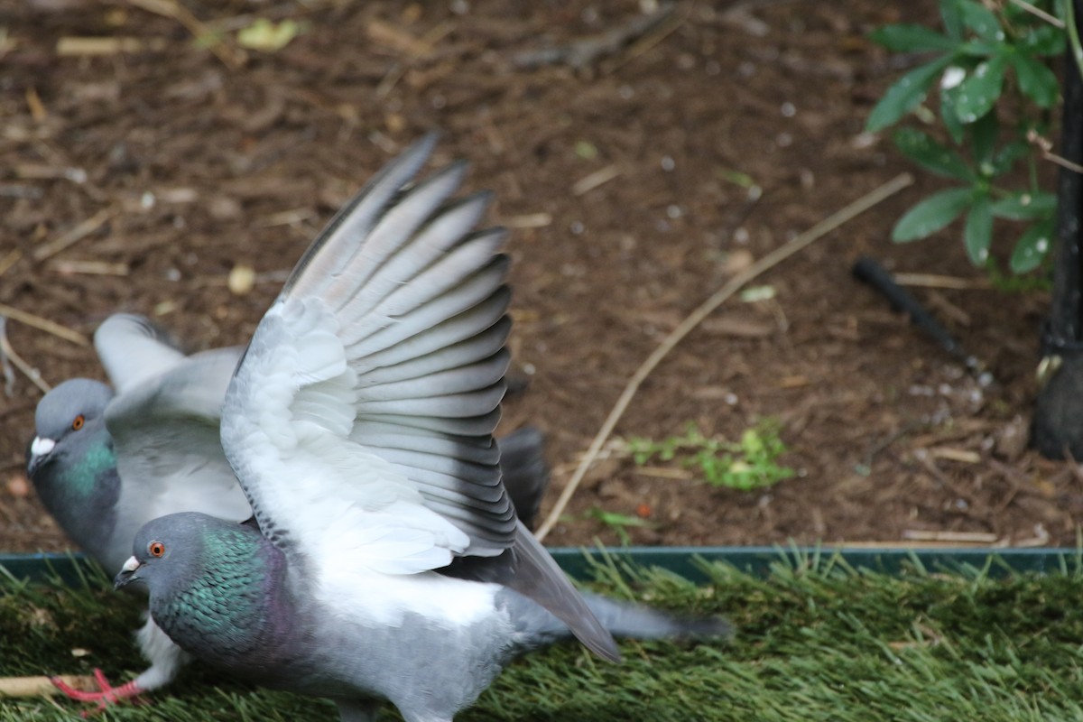 Rock Pigeon (Feral Pigeon) - ML153058641
