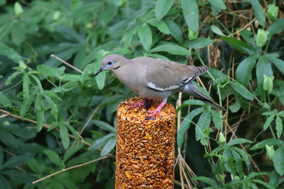 White-winged Dove - George Brode
