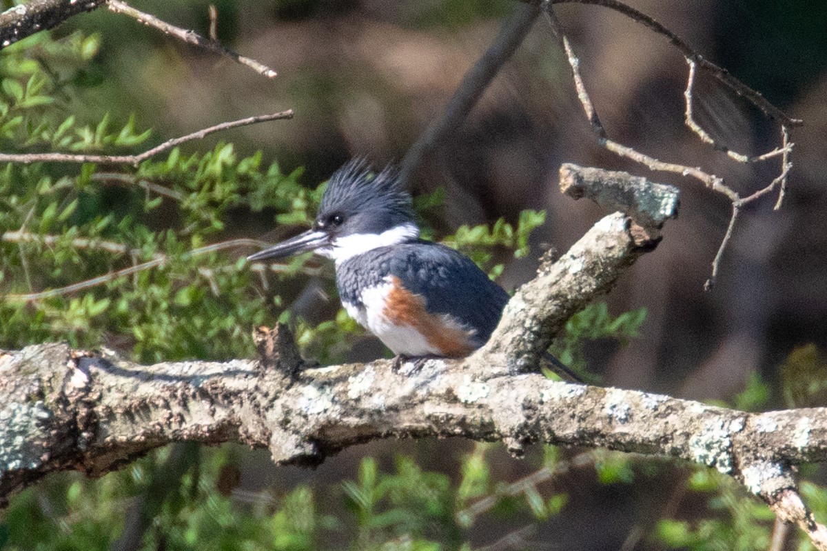 Belted Kingfisher - Scott Townley