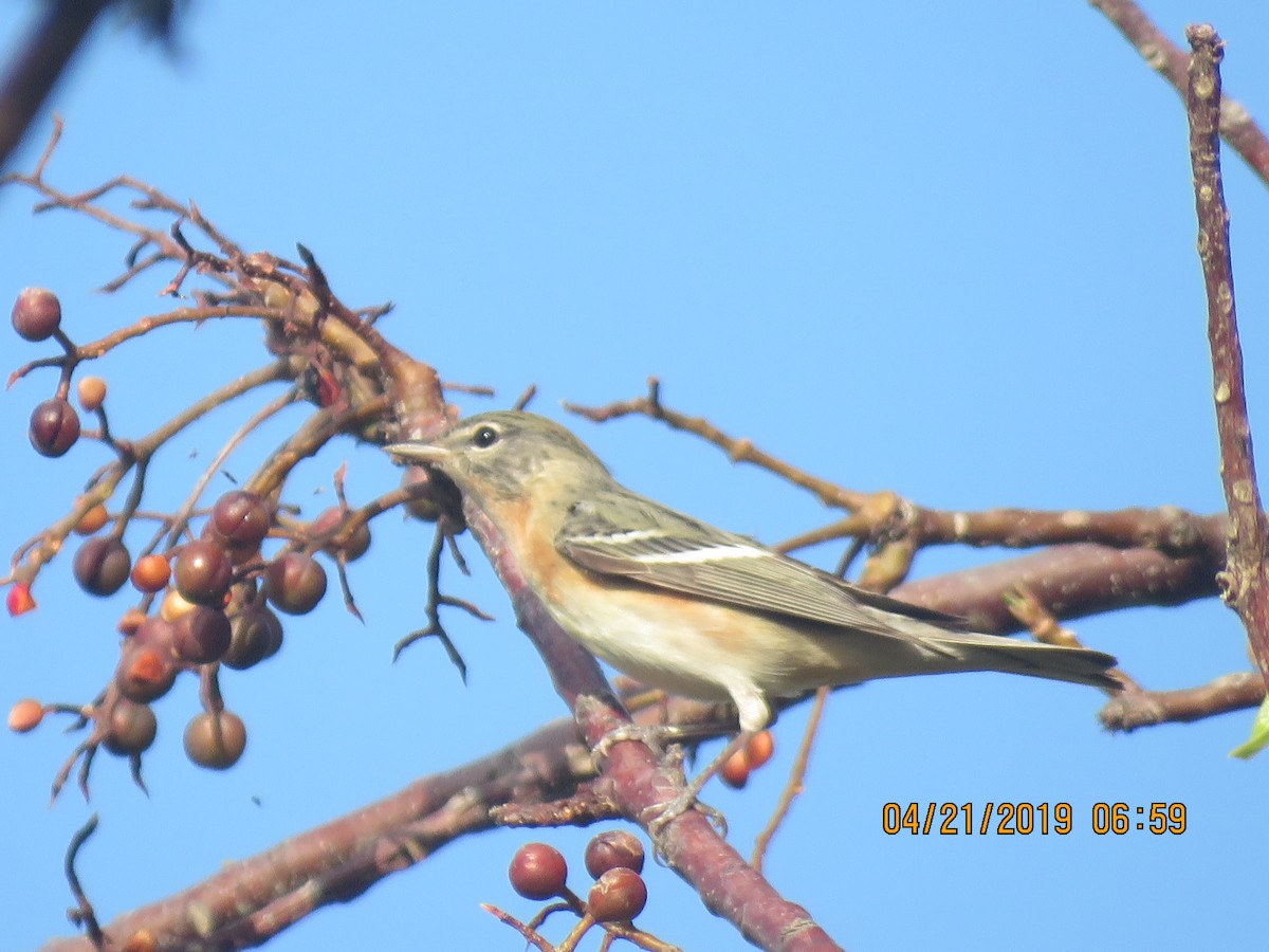 Bay-breasted Warbler - ML153059451